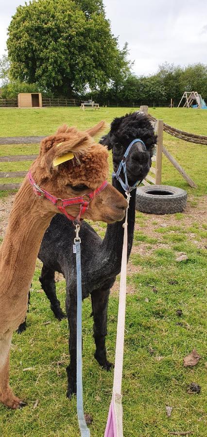 Hideaway Escapes, Farmhouse B&B & Holiday Home, Ideal Family Stay Or Romantic Break, Friendly Animals On Our Smallholding In Beautiful Pembrokeshire Setting Close To Narberth Kültér fotó